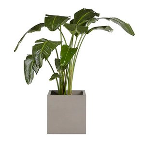 Calix Planter